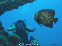 Diver observing a French angel by Steven Daniel 